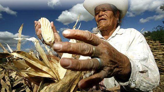 Garantiza DICONSA precio preferencial del maíz a productores