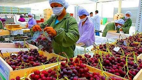 Perú ya es el quinto mayor proveedor de frutas a China