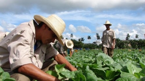 Nuevos contactos agrícolas entre Cuba y España