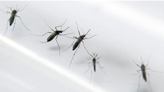 El virus del chikungunya se expande por el sur de México