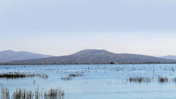 En peligro, 150 especies de aves del lago de Texcoco