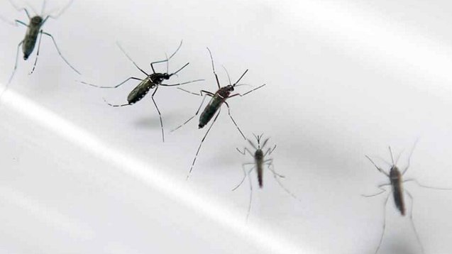Reporta Colombia más de 42 mil casos de zika