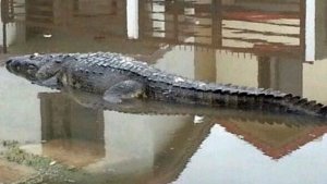 Capturan a tres cocodrilos que nadaban por calles de Tamaulipas