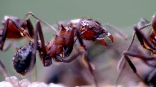 Hormigas devoran a una bebé en Tabasco