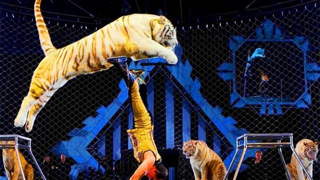 Circos preparan amparo contra prohibición de animales