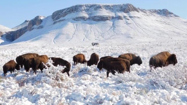 El bisonte regresa a Coahuila después de 100 años; una bellísima postal de enero 2021