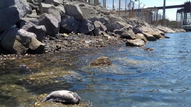 Mínimo, una docena de especies murieron con el derrame de ácido de Grupo México en el Mar de Cortés
