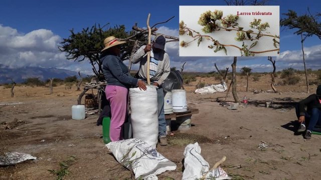 La recolección del orégano zacatecano, evidente explotación