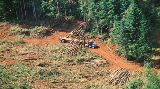 Cada año el cultivo del aguacate provoca deforestación de 500 has. de Michoacán