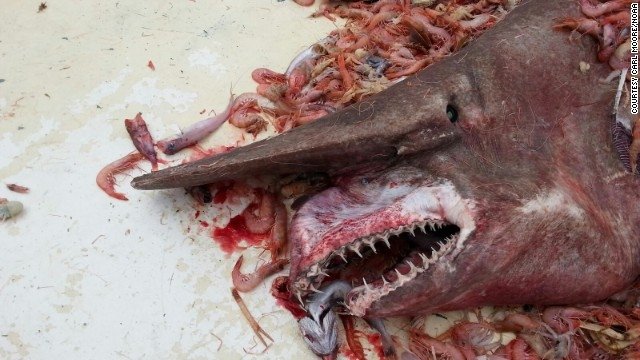 Un tiburón duende no fue lo único atrapado por el pescador