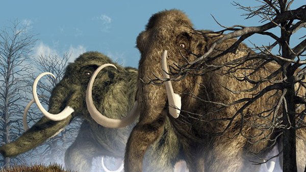 Aseguran que revivirán al mamut en cinco años