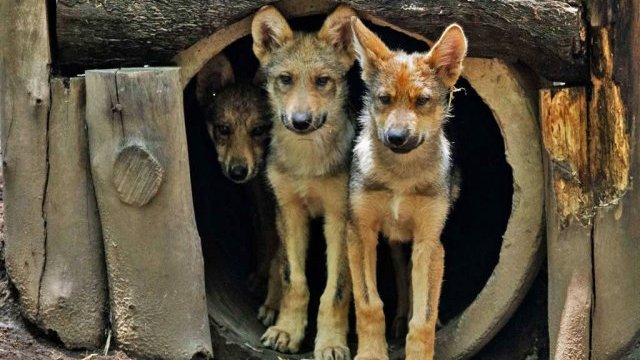 Nacen 8 cachorros de lobo mexicano en un zoológico de la CDMX
