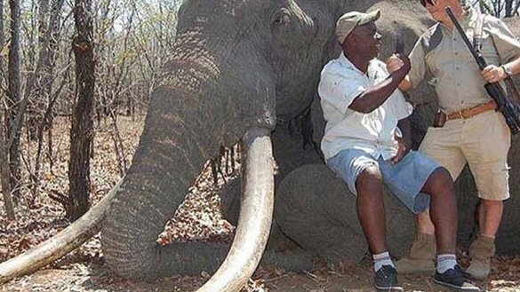 Matan al elefante más grande y emblemático de Zimbabue