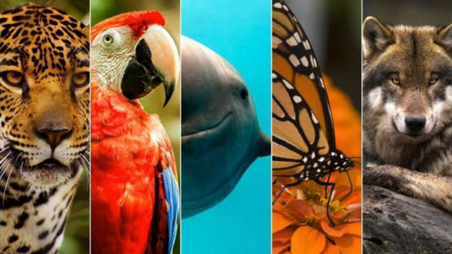 México, el país con más especies en extinción del mundo