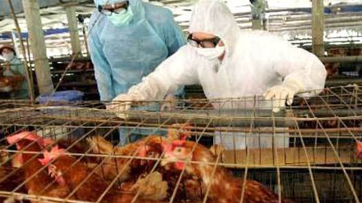 Avicultores califican de oportunas, medidas ante gripe aviar