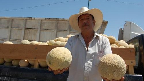 Panorama desalentador para los productores de melón