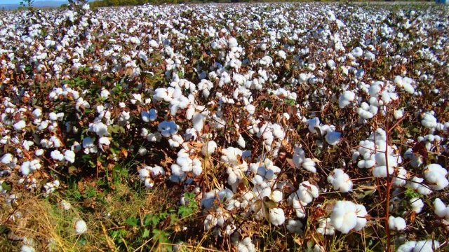 Chihuahua alcanzará una producción de 900 mil pacas de algodón