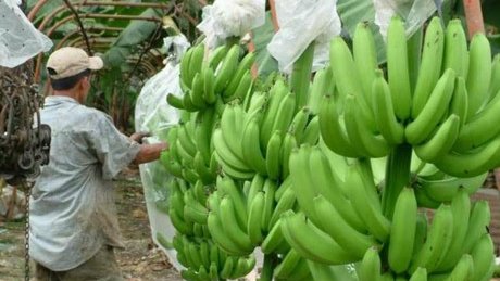 Costa Rica: insecticidas en plantaciones bananeras afectan a los niños