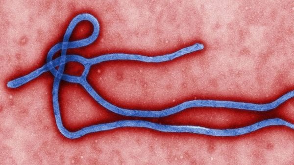 Vacuna contra ébola, en 2015: OMS