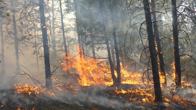 Seis incendios forestales recientes azotaron el bosque en la Sierra
