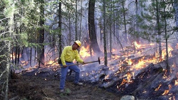 Van ya 342 incendios forestales en la temporada seca