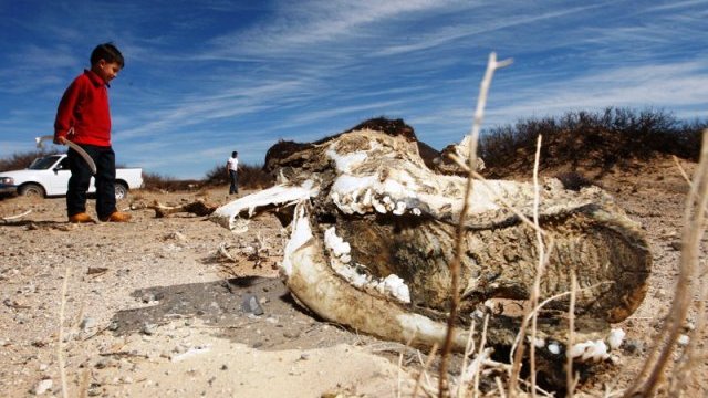 Enfrenta Chihuahua la peor sequía en los últimos 150 años