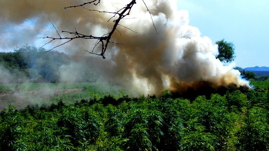 Destruyen 6 hectáreas de marihuana en Valle de Zaragoza 