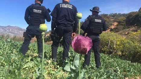 Federales destruyen plantíos de amapola en Ocampo, Chihuahua