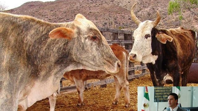 Aprueba Congreso reformas al codigo Penal en materia de bovinos