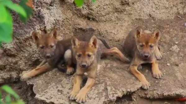 Tres cachorros de lobo gris mexicano nacen en el Museo del Desierto de Coahuila
