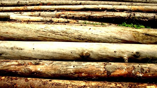 Busca comisión de Ecología del Congreso regular la tala de bosques