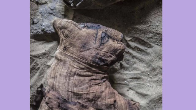 Encuentran momias de gatos en tumbas de 6 mil años en Egipto