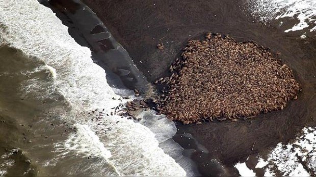 Varadas, 35 mil morsas en playa de Alaska, al no encontrar hielo
