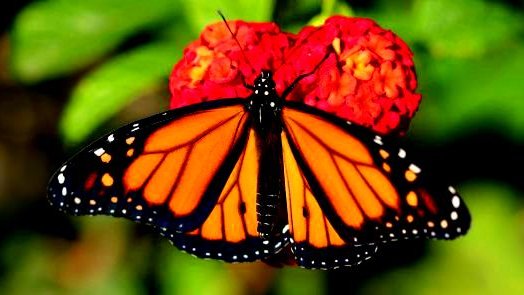 La monarca pierde 59% terreno 