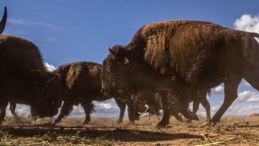 Reintroducen 19 ejemplares de bisonte americano a la Reserva Natural El Carmen, Coahuila