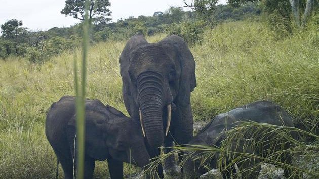 Localizan especie rara de elefante en Sudán del Sur