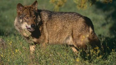 Los perros vienen del lobo que comía hidratos de carbono de la basura