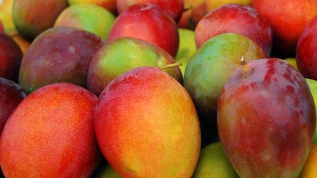 Sinaloa prevé un 15% más de mango