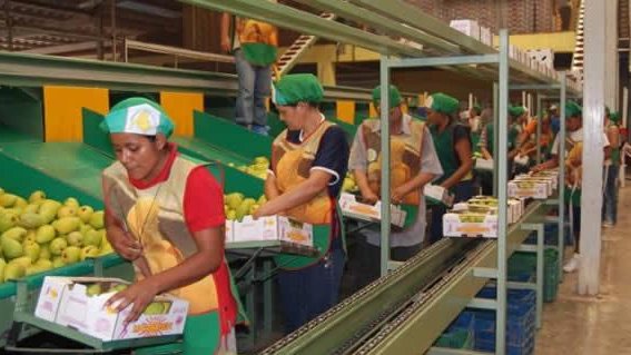 Caen un 3% las exportaciones de mango a EE.UU.