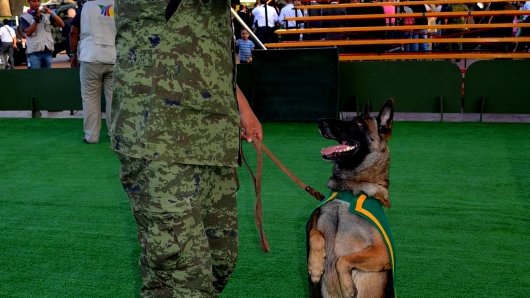 Cuenta el Ejército con más de 300 policías militares caninos