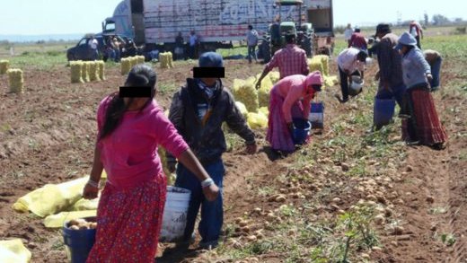Chihuahua espera el arribo de más de 40 mil jornaleros agrícolas