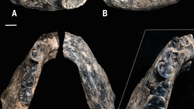 Hallan restos humanos más antiguos, de hace 2.8 millones de años
