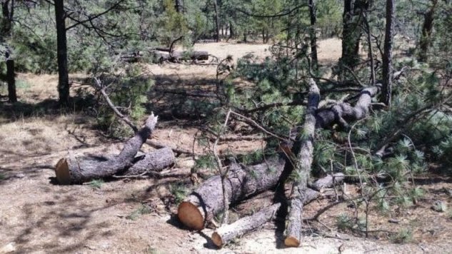Se agrava la tala ilegal en la Sierra Tarahumara, sin que nadie haga nada