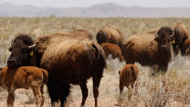 Prospera y se reproduce, manada de bisontes en Janos