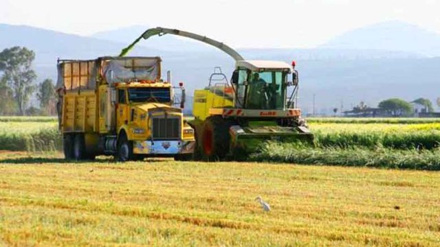 Amenaza México con dejar de comprar a productores de maíz de EEUU