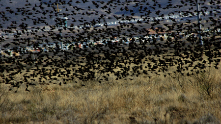 Increible bandada de miles de aves, sorprendió a los capitalinos