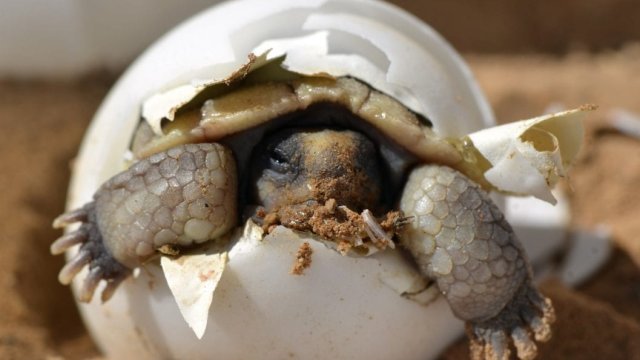 Vuelven a nacer tortugas en Galápagos después de 100 años
