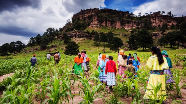 Sin poder iniciar siembras de autoconsumo en la Tarahumara