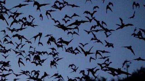 Desarrollan proyecto para Protección de Murciélagos en Aquiles Serdán