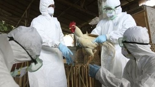 Sacrificarán a 720 mil aves por influenza aviar